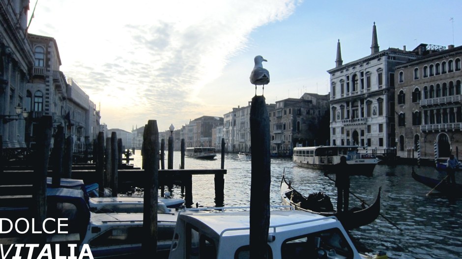 Canal Grande of Venezia with a bird