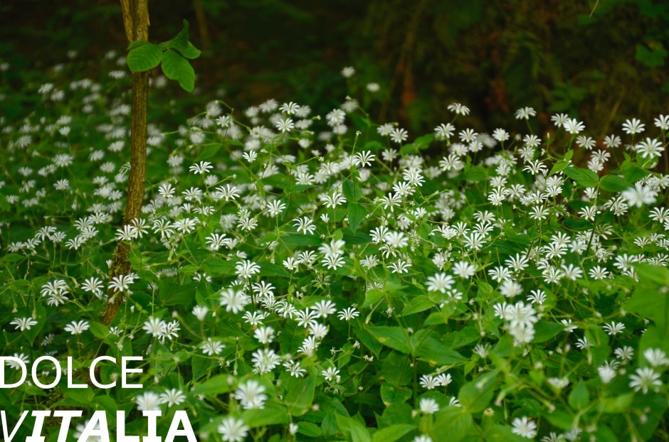 Alpine wildflowers
