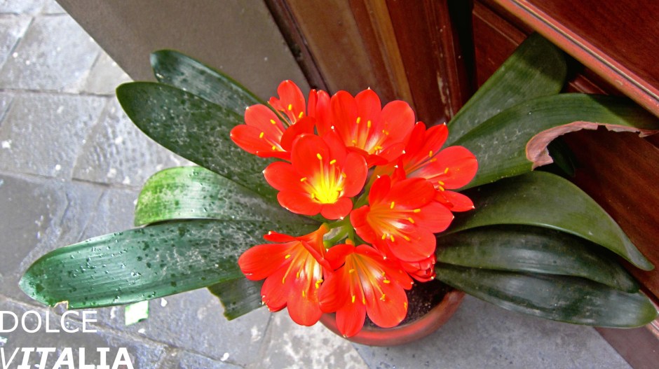 Clivia in bloom